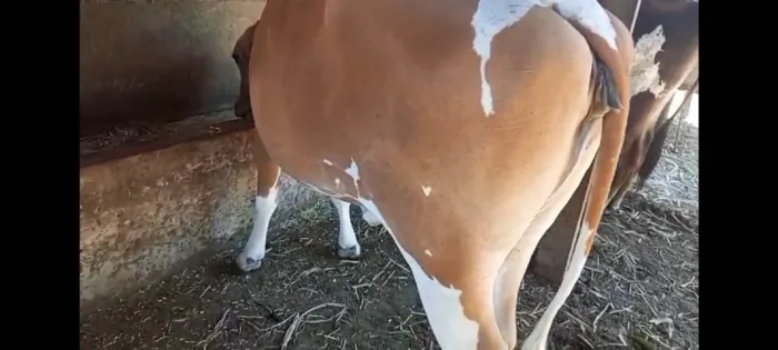 Vendo vaca 