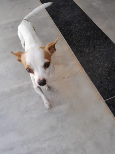 cobertura cruza pinscher branco