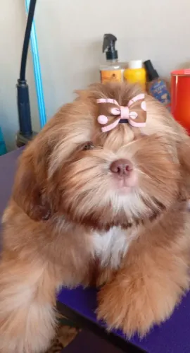 Shih Tzu Fêmea Minizinha 