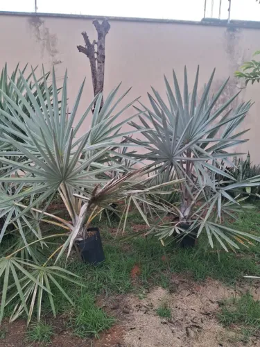 Vende-se mudas de palmeira azul 