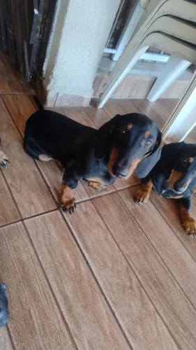 Vendo filhote de salsicha 