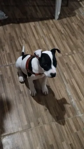 Pitbull 