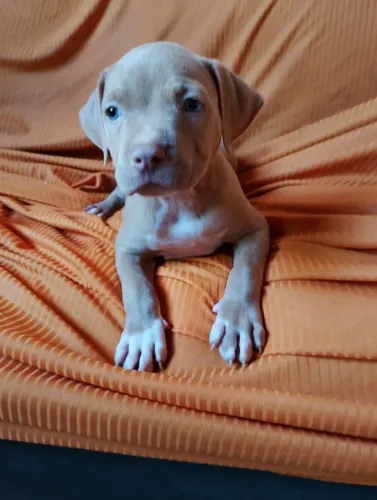Filhote fêmea de Pitbull