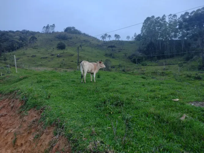 Novilha a venda
