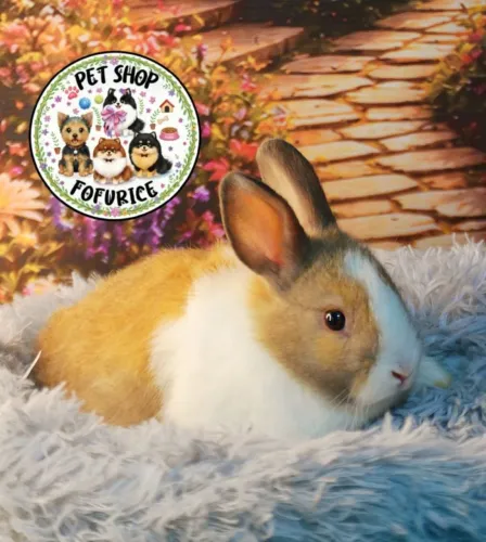Mini Lion coelhinhos / porquinho da índia/ hamster / filhotes machos e fêmeas