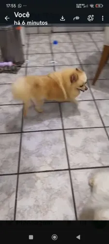 Lulu da Pomerânia anão
