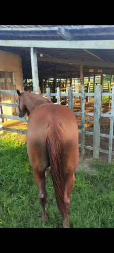 Égua quarto de milha com mangalarga
