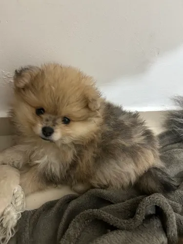 Lulu da Pomerania