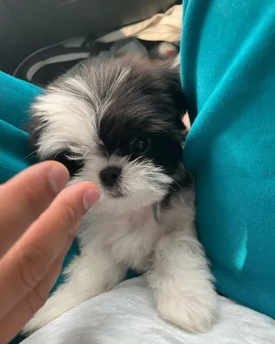 Filhotes de Shih Tzu | Um doce companheiro.