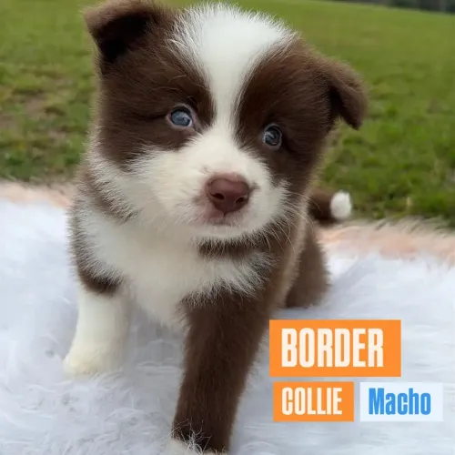 BORDER COLLIE/C PEDIGREE
