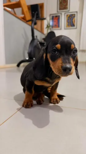 Cachorro 
