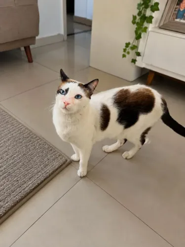 Linda castrada pra adoção