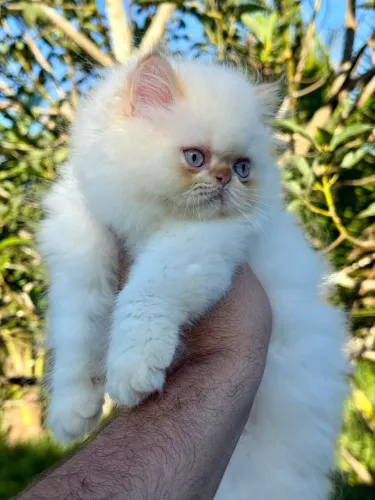 Bebê persa