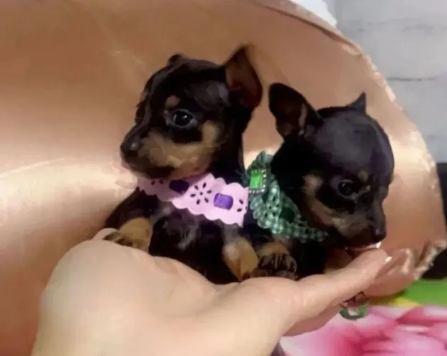Pinscher fêmea e machinho zero bem pequeno já tá adestrados fazer nessesidade no tapete