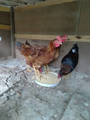 Frangos