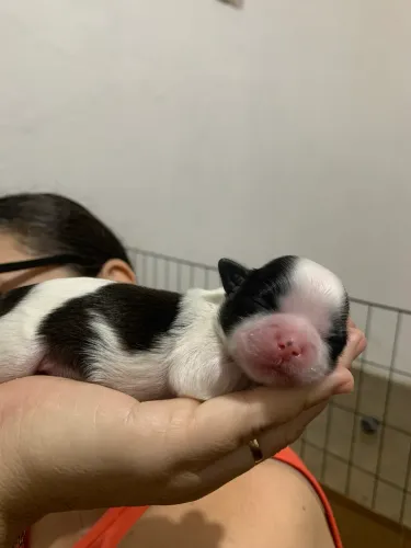 Vende-se filhote de shih tzu mini 