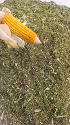 Silagem de Milho Ensacada