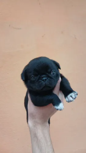 Filhote - PUG (MACHO)