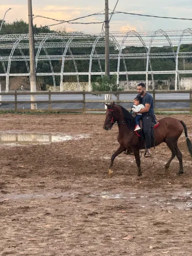 ?Cavalo MUITO MARCHADOR.?