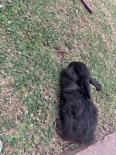 Coelho bebê em venda e adulto doação 