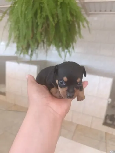 Pinscher macho 