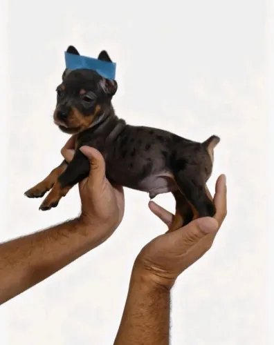 Pinscher