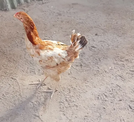 Galinha 