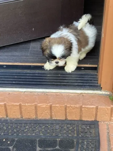 Shih Tzu O filhotinho certo pode estar nesta publicação
