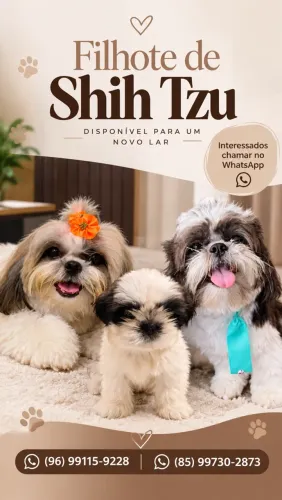 ShihTzu macho