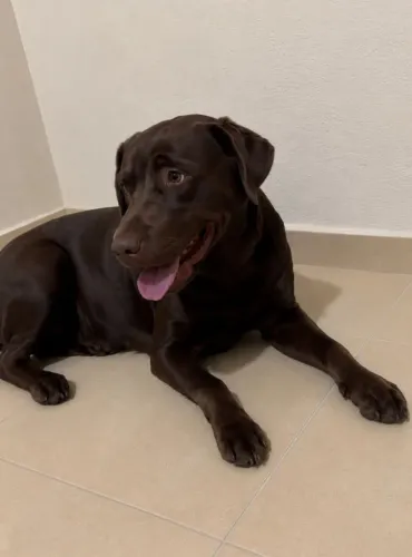 Labrador Fêmea Chocolate 10 meses Lindíssima CASTRADA