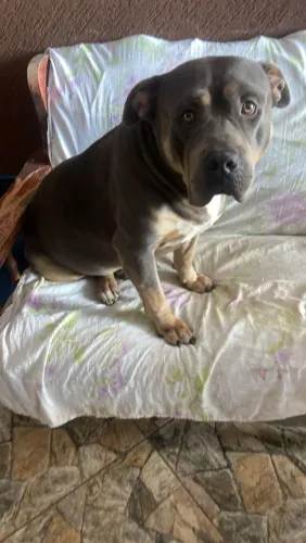 Cachorro 