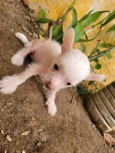 Cão de crista chinês 