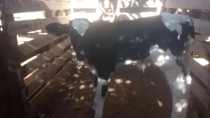 Bezerra Holandesa de inseminação está na mamadeira