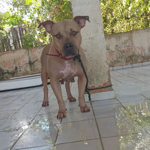 Vende.se essa cadela pit monster boa linhagen pra quem conhece