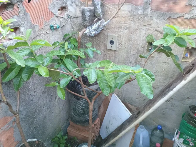 Goiaba paluma branca