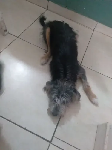 DOAÇÃO DE CACHORRA DÓCIL