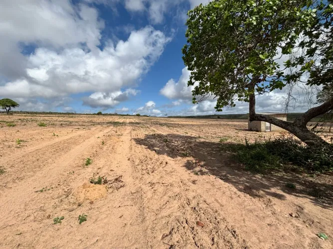Fazenda produtiva de 73 hec em Itapicuru/BA