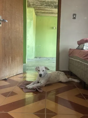 Filhote de pitbull 4 meses