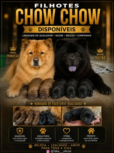 Chow Chow//ler descrição