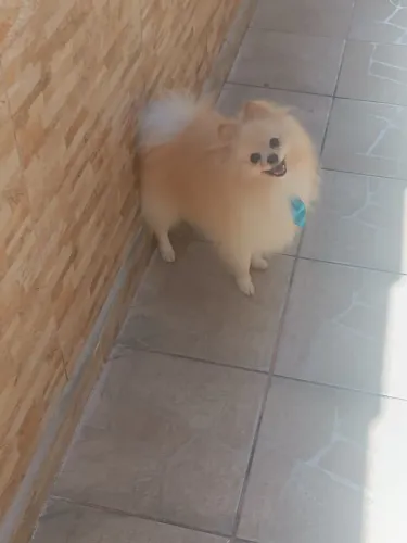 Spitz Alemão Macho Pedigree