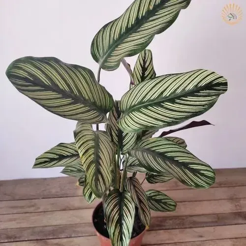 Vende-se plantas