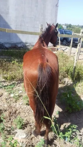 Cavalo mestiço de quarto de milha cuiudo pordo do novo