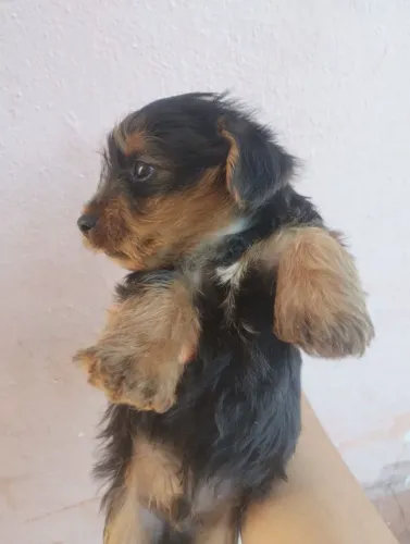 Vendo filhotes de yorkshire terrier