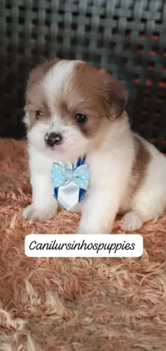 Lhasa apso bebes pronta entrega