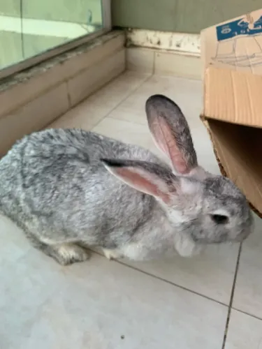 adoçao de uma coelha!