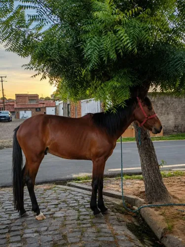Cavalo