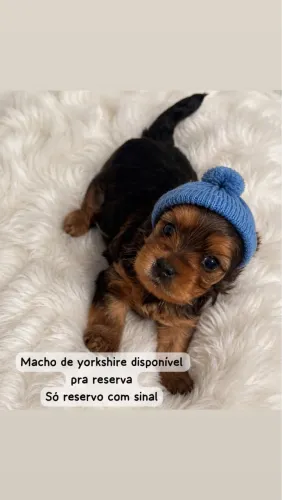 Yorkshire