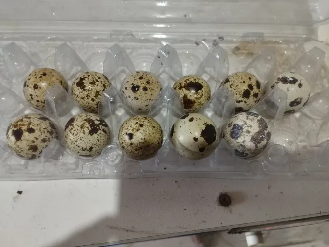 Ovos férteis de codornas