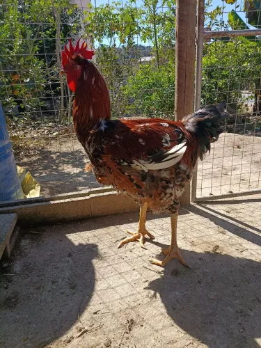 Frango Gsb disponível 