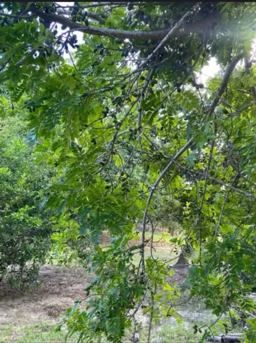 Fazenda em Cachoeira Bahia 